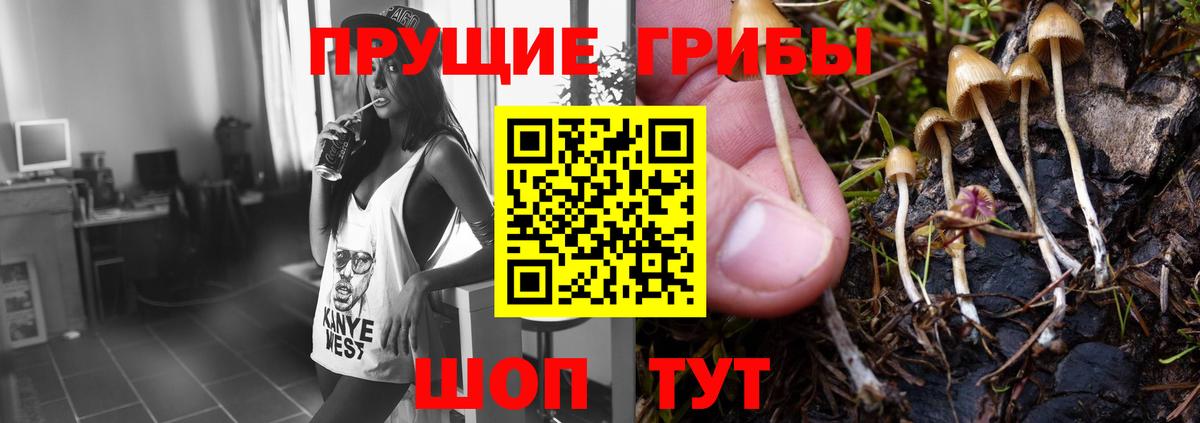 Благовещенск  Псилоцибиновые грибы Cubensis  Вход с VPN 